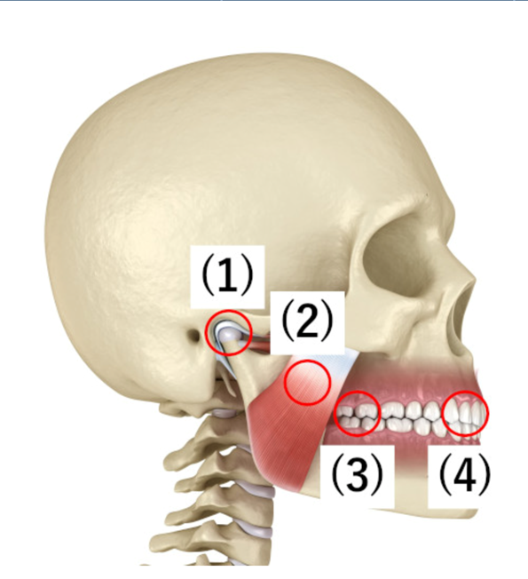 噛み合わせの４つの構成要素｜正常な噛み合わせとは｜歯科医師会田の噛み合わせメディア-カムシル