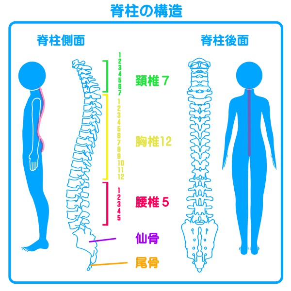 脊柱の構造｜姿勢と噛み合わせや歯並びの意外な関係