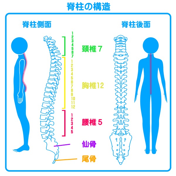 脊柱の構造｜子どもの歯並びは、妊娠中〜乳幼児期の姿勢がカギ｜歯科医師会田の噛み合わせメディア-カムシル